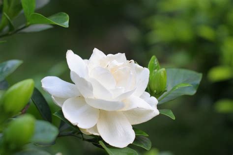 栀子花风水